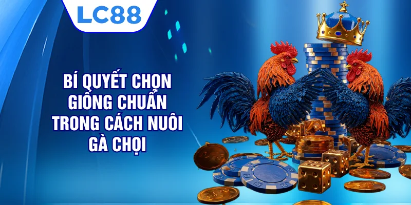 Bí quyết chọn giống chuẩn trong cách nuôi gà chọi